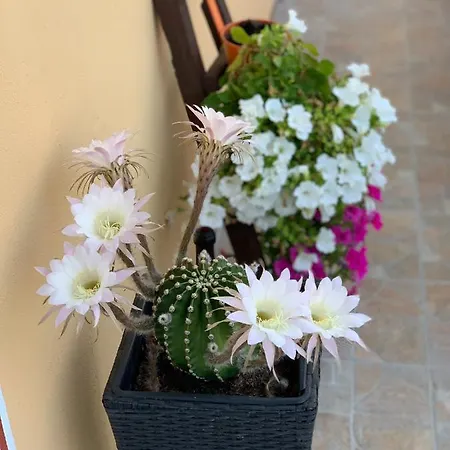 فندق مبيت وإفطار Bb Borgo Biella Candelo