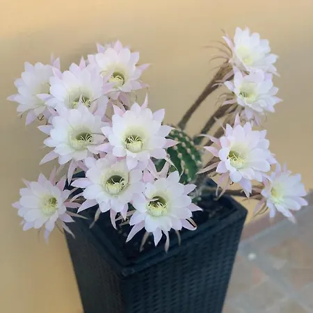 فندق مبيت وإفطار Bb Borgo Biella