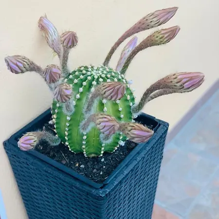 Bb Borgo Biella Candelo